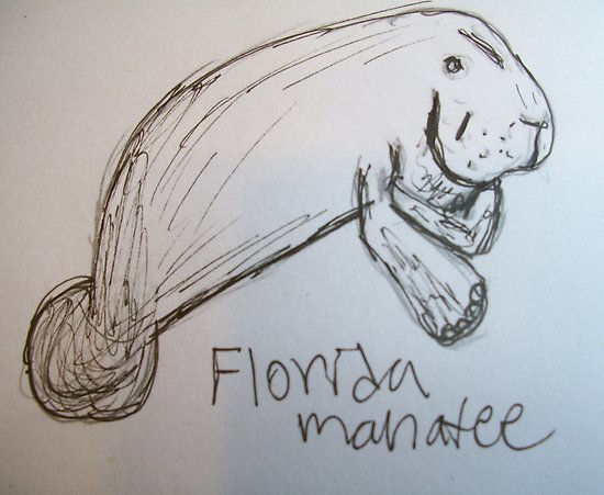 550x451 Florida Manatee (Sketch) Posters By Skylarmuller Redbubble - Manatee Sketch