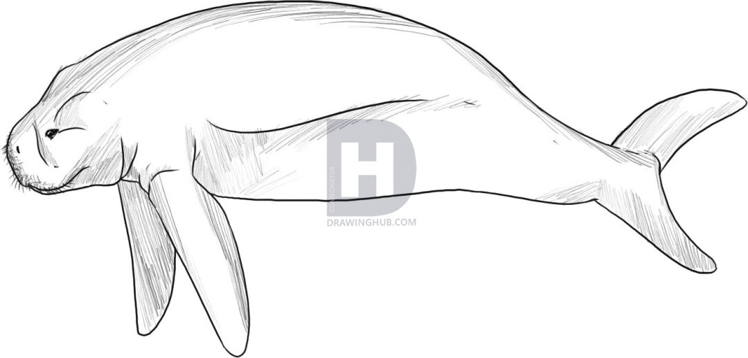 1080x517 How To Draw A Manatee, Step By Step, Drawing Guide, By Darkonator - Manatee Sketch