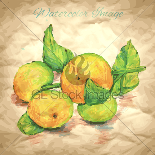 500x500 Hand Drawing Mandarin On Craft Paper Background Gl Stock Images - Mandarin Sketch