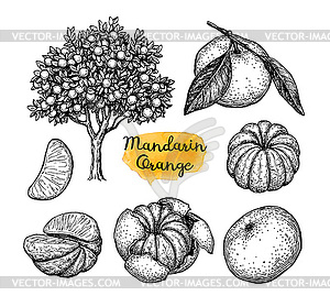 300x279 Ink Sketch Of Mandarin Orange - Mandarin Sketch