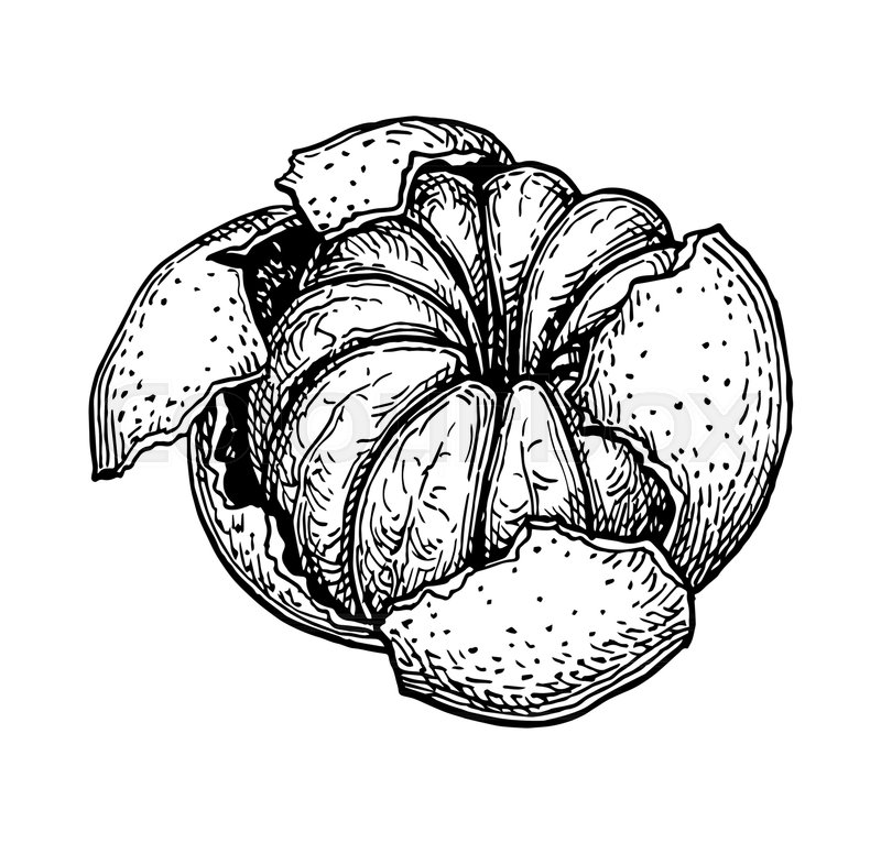 800x766 Ink Sketch Of Mandarin Orange Without Peel. Isolated On White - Mandarin Sketch