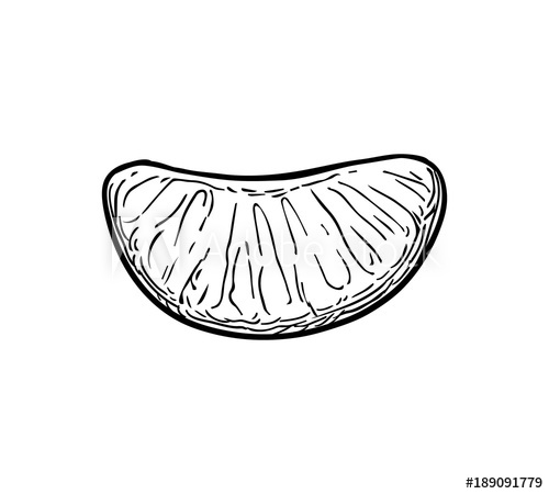 500x450 Ink Sketch Of Mandarin Orange. - Mandarin Sketch