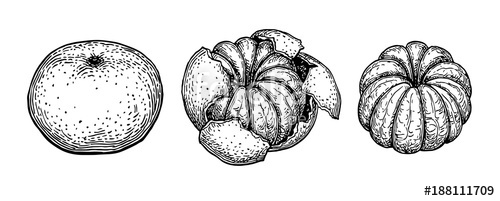 500x201 Ink Sketch Of Mandarin Orange. Stock Image And Royalty Free - Mandarin Sketch