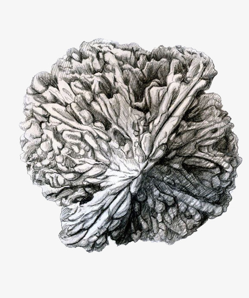 500x600 Instruments Walnut Official Hat Sketch, Walnut Instruments - Mandarin Sketch