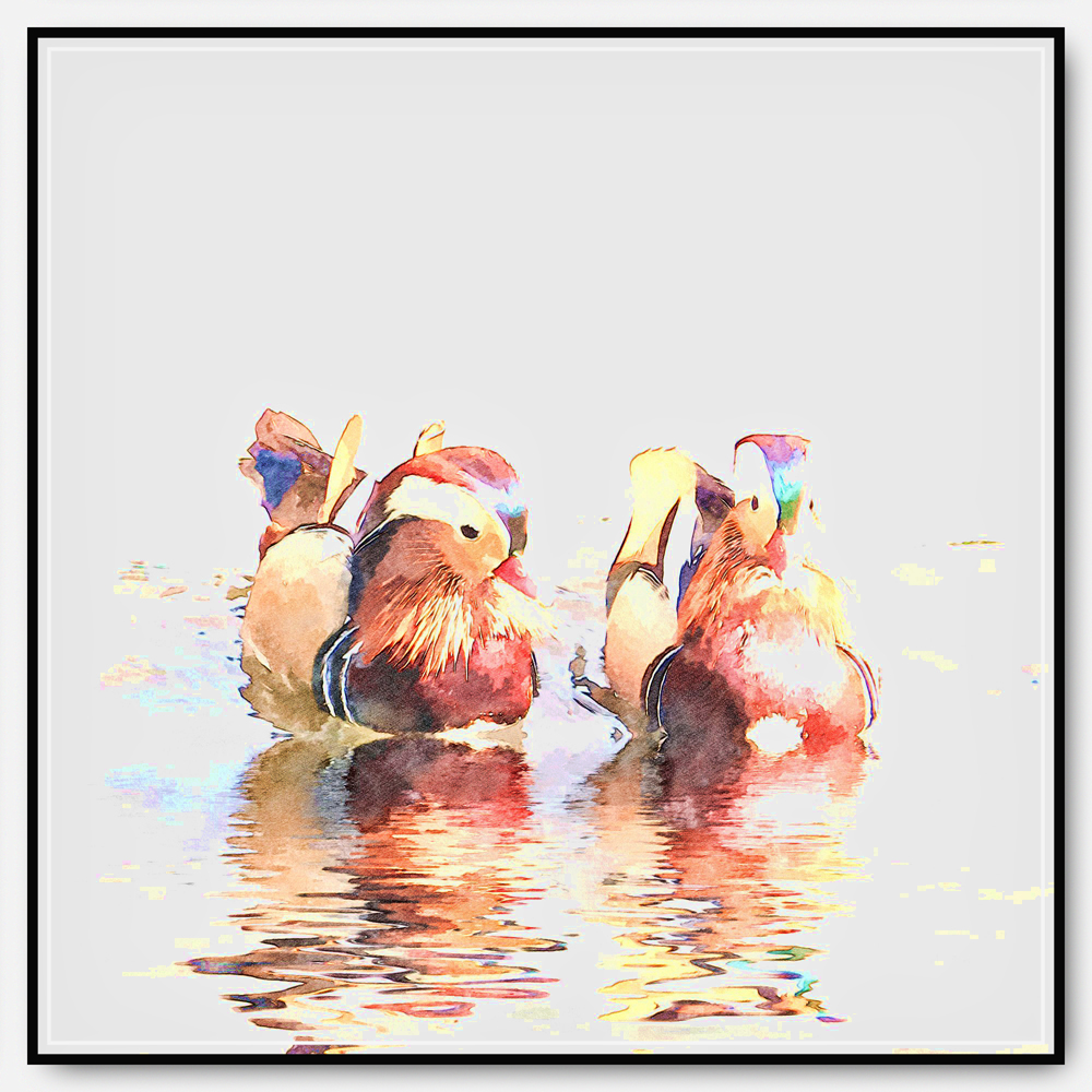 1000x1000 Mandarin Ducks Sketch - Mandarin Sketch