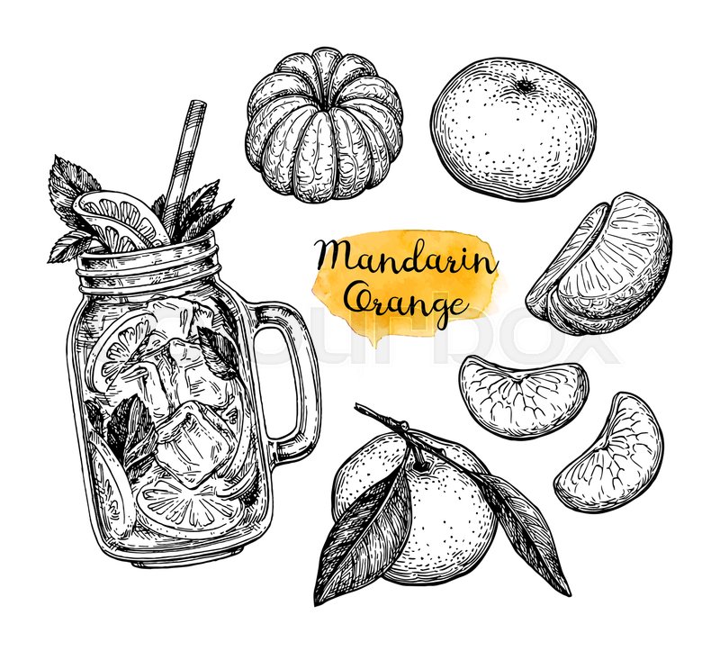 800x733 Mandarin Orange Set. Ink Sketch Isolated On White Background. Hand - Mandarin Sketch