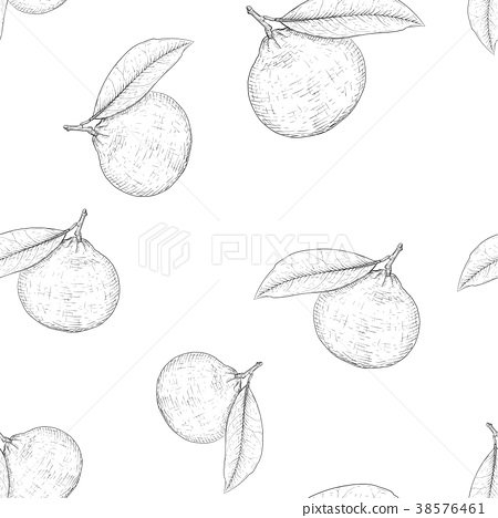 450x468 Mandarin Orange. Hand Drawn Black And White Sketch - Mandarin Sketch