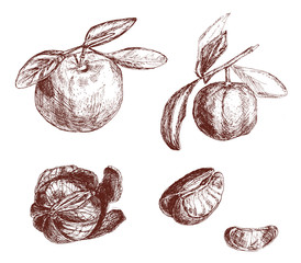 274x240 Set Of Orange, Mandarin, Whole Fruit And Leaves, Half Of Peeled - Mandarin Sketch