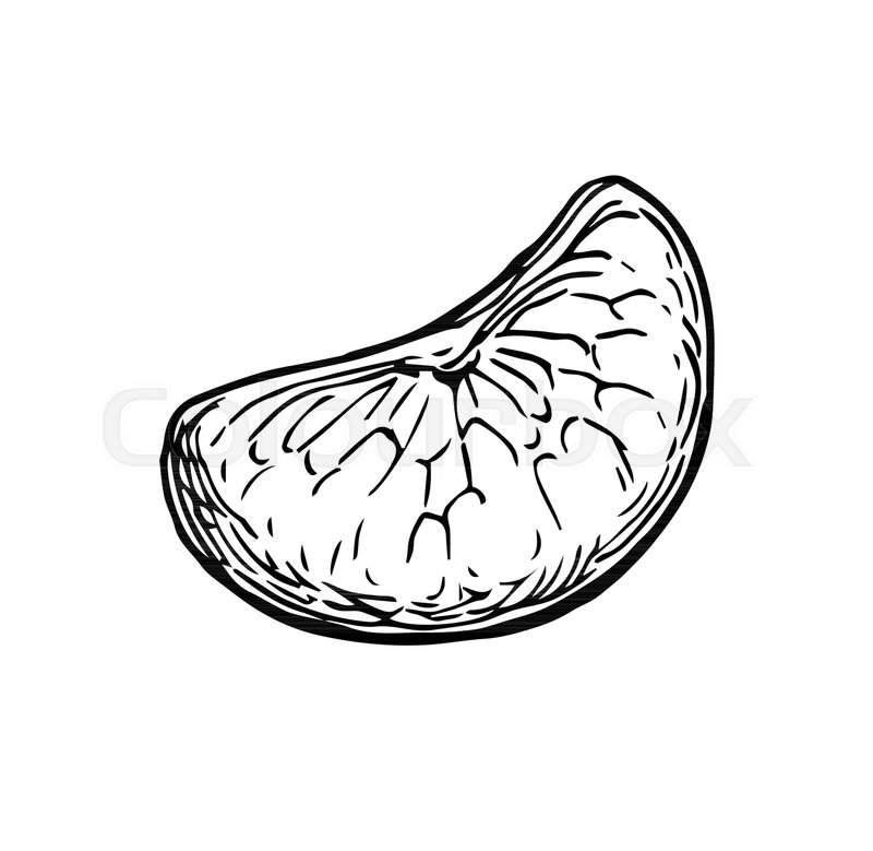 800x779 Slice Of Of Mandarin Orange. Ink Sketch Isolated On White - Mandarin Sketch