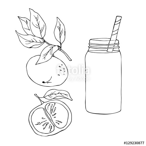 500x500 Vector Simple Contour Sketch Of Mandarin Drink Stock Image And - Mandarin Sketch