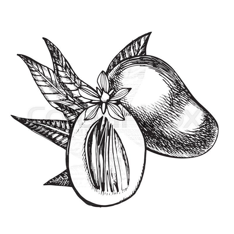 800x800 Hand Drawn Mango Fruits Set With Leafs And Mango Slices And Cubes - Mango Sketch