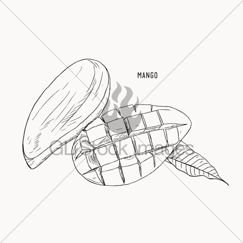 500x500 Mango Hand Drawn. Vintage Style Gl Stock Images - Mango Sketch