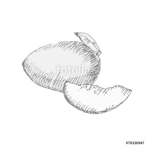 500x500 Mango. Sketch On White Background. Stock Image And Royalty Free - Mango Sketch