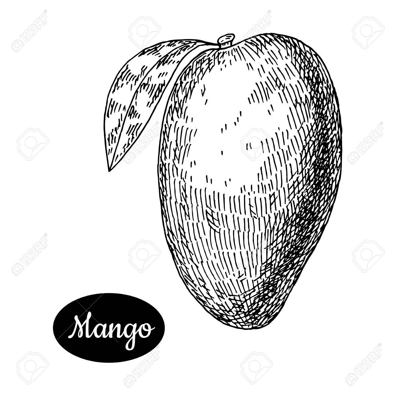 1300x1300 Sketch Of A Mango Fresh Mango . Hand Drawn Sketch Style Tropical - Mango Sketch