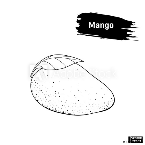 500x500 Sketch Of Fruit Mango Outline. - Mango Sketch