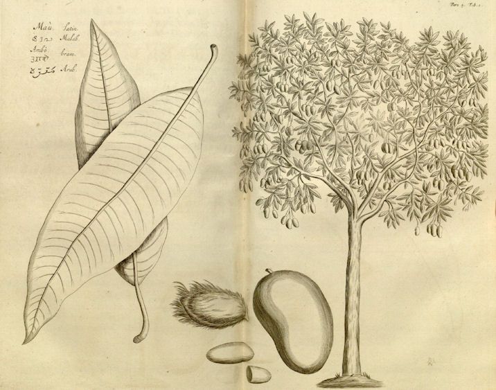 716x563 Mangifera Indica - Mango Tree Sketch