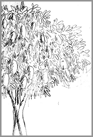 185x272 Mango Communities Cic - Mango Tree Sketch