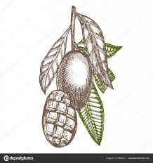 218x232 Mango Leaf Sketch - Mango Tree Sketch