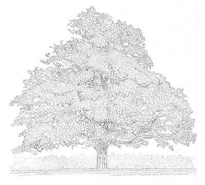400x360 Mango Tree Sketch - Mango Tree Sketch