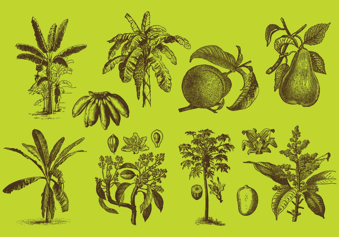 1400x980 Fruit Trees Drawings - Mango Tree Sketch