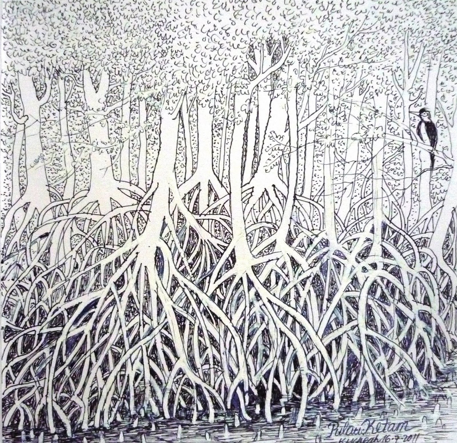 Mangrove Sketch At Paintingvalley Com Explore Collection Of Mangrove