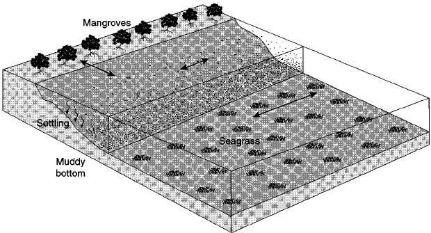 620x335 Sketch Of The Coastal Boundary Layer Along The Mangrove Fringed - Mangrove Sketch