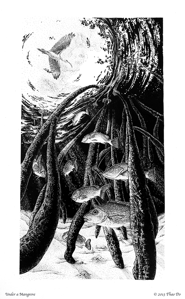 600x969 Under The Mangrove On Behance - Mangrove Sketch