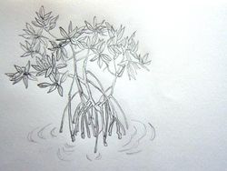 250x188 Group C - Mangrove Sketch