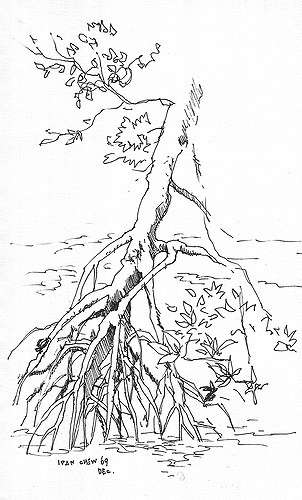 302x500 2009 Dec - Mangrove Tree Sketch