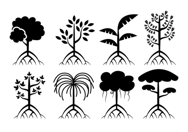 632x443 Mangrove Trees Vector Free Vector Download 401067 Cannypic - Mangrove Tree Sketch