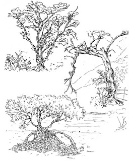 256x320 Natural Vegetation 060910 - Mangrove Tree Sketch