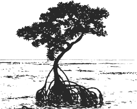 450x358 Preparing To Plant Tropical Trees - Mangrove Tree Sketch