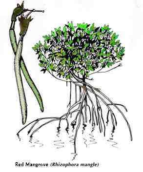 293x353 Red Mangrove Tree Coastal Walkway Mont Dore - Mangrove Tree Sketch