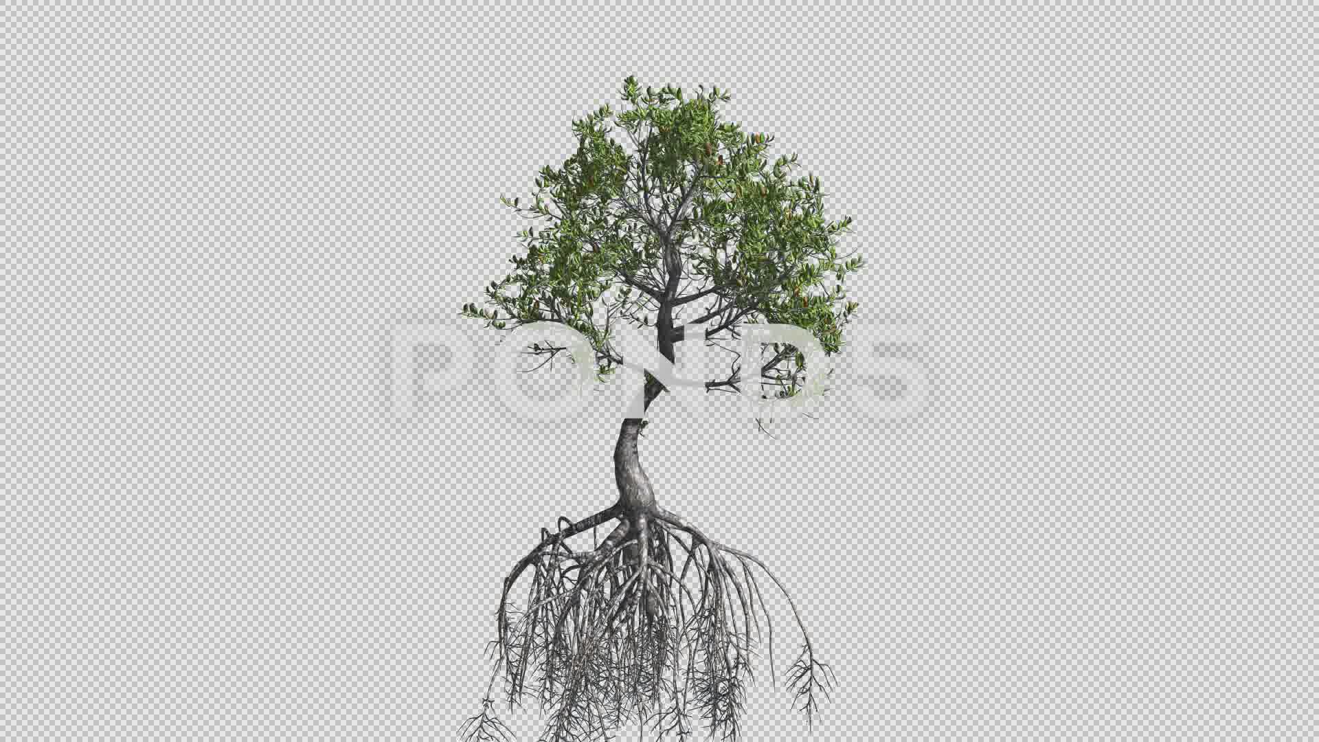 1920x1080 Red Mangrove Tree Growth Animation With Alpha Channel ~ Video - Mangrove Tree Sketch