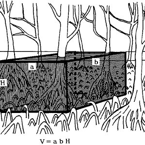 299x299 Sketch Of Mangrove Tree Trunks And Roots, Representing Dimensions - Mangrove Tree Sketch