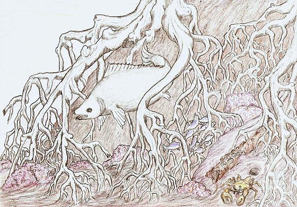 600x419 Home In Mangrove Roots Greeting Card For Sale By Desley Brkic - Mangrove Tree Sketch
