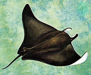 300x250 Drawing Of Manta Ray From A Top View Nature - Manta Ray Sketch