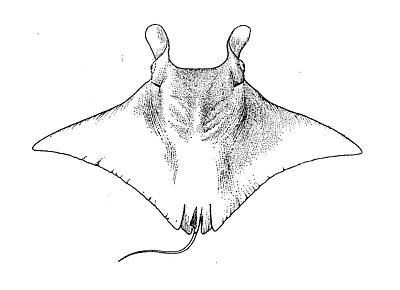 400x290 Fileatlantic Manta.jpg - Manta Ray Sketch