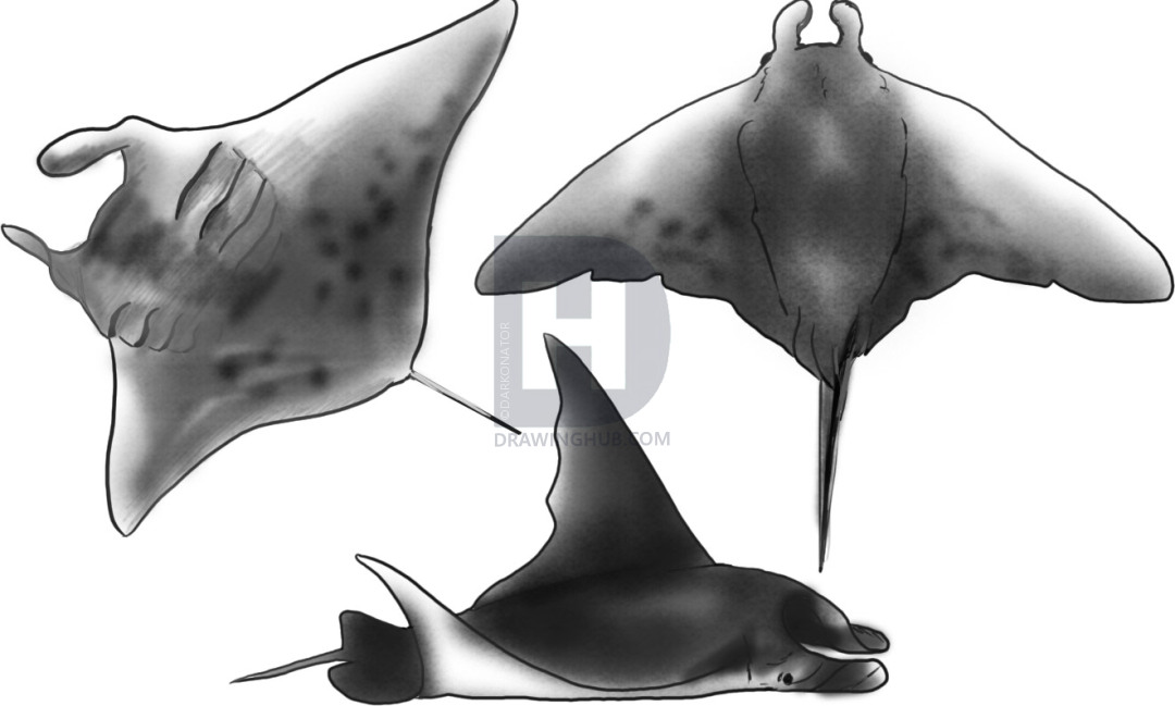 1080x649 How To Draw A Manta Ray, Step By Step, Drawing Guide, By - Manta Ray Sketch