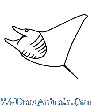 300x350 How To Draw A Manta Ray - Manta Ray Sketch