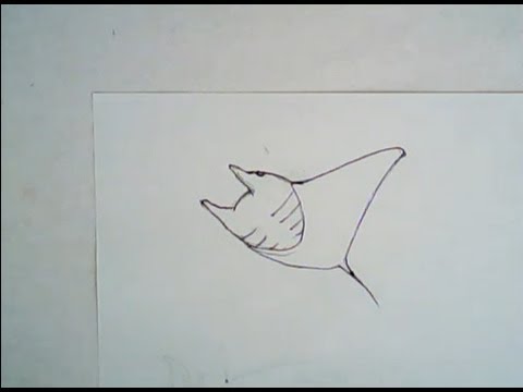480x360 How To Draw A Manta Ray (Simple Drawing) - Manta Ray Sketch