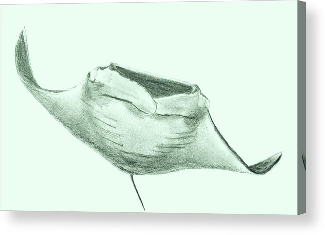 651x470 Manta Ray Acrylic Print By Sheryl Brandes - Manta Ray Sketch
