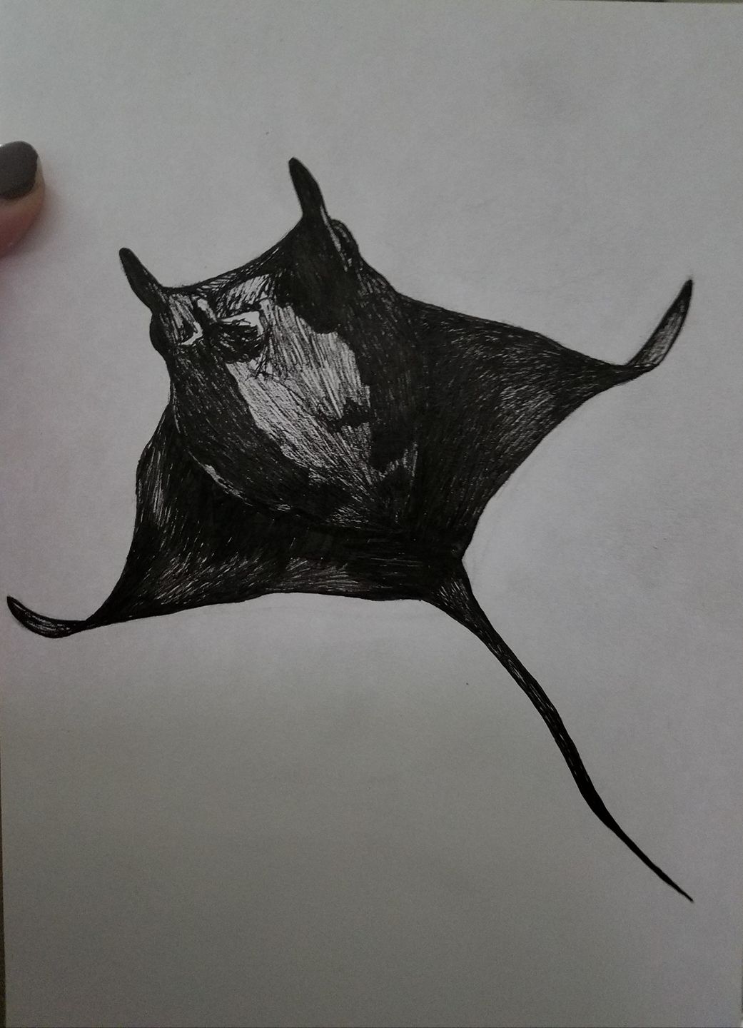 1041x1440 Manta Ray Ink Drawing Autumn Rose Foundmyself - Manta Ray Sketch