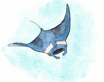 340x270 Manta Ray Painting Etsy - Manta Ray Sketch