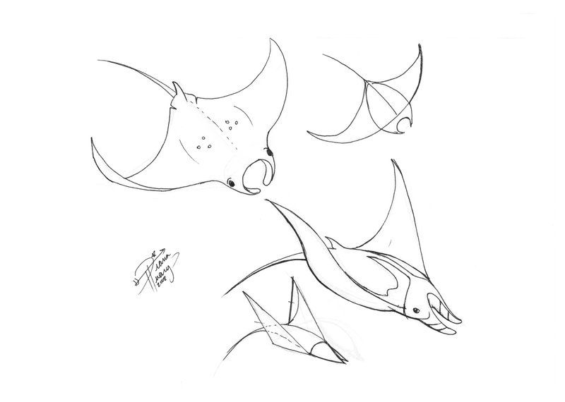 800x570 Draw A Manta Ray - Manta Ray Sketch