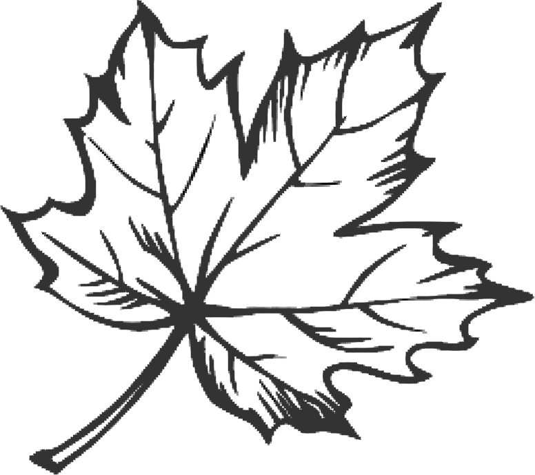 How To Draw A Maple Leaf Step By Step Pencil Drawing 8161