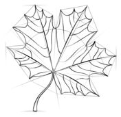 176x171 Image Result For Maple Leaf Drawing How To Draw - Maple Leaf Sketch