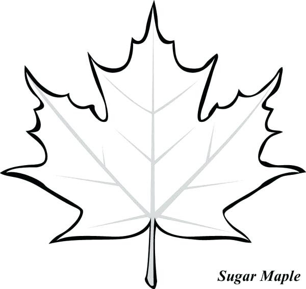 600x567 Leaves Coloring - Maple Leaf Sketch