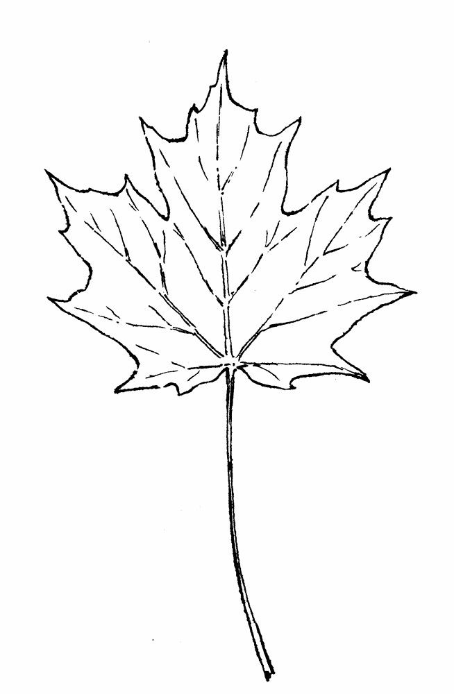654x1000 Maple Leaf Drawing Pic Drawing Skill - Maple Leaf Sketch