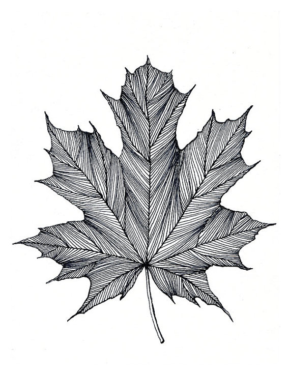570x737 Maple Leaf Print Of Original Black Or Green Pen And Ink Drawing - Maple Leaf Sketch